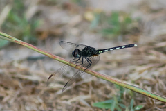 Diplacodes lefebvrii