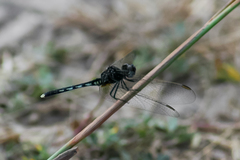 Diplacodes lefebvrii