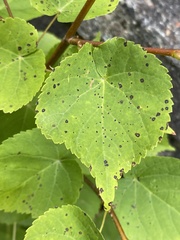 Paracercosporidium microsorum