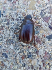 Coleoptera
