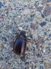 Coleoptera