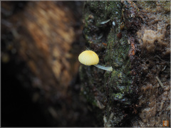 Mycena brunneisetosa
