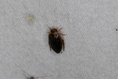 Coptotomus longulus lenticus