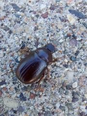 Coleoptera