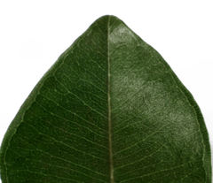 Metrosideros collina