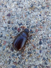 Coleoptera