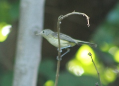 Vireo bellii