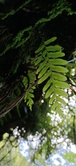 Polypodiodes fieldingiana