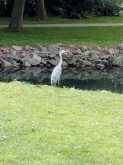 Ardea cinerea
