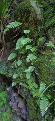 Polypodiodes fieldingiana