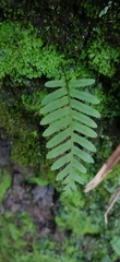 Polypodiodes fieldingiana