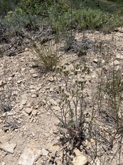 Chaenactis douglasii douglasii