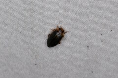 Coptotomus longulus lenticus