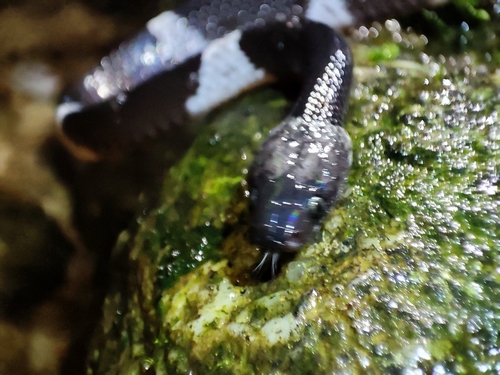 Truong’s wolf snake, Lycodon truongi