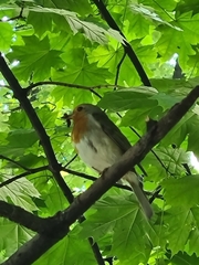 Erithacus rubecula