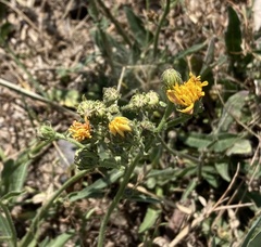 Angiospermae