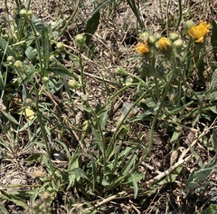 Angiospermae