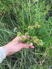 Cyperus entrerianus