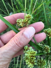 Cyperus entrerianus