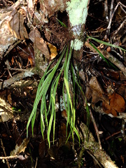 Elaphoglossum glabellum