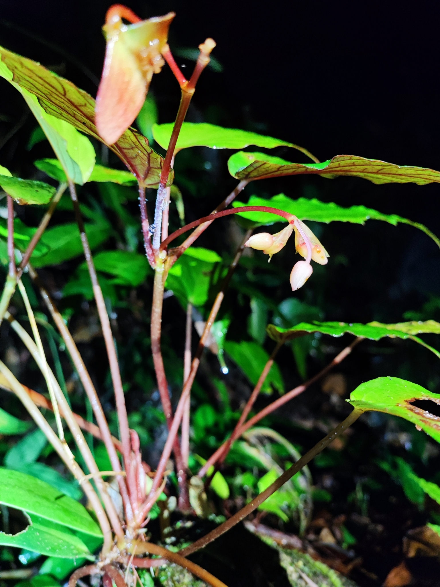 Begonia hongiaoensis — ảnh 3
