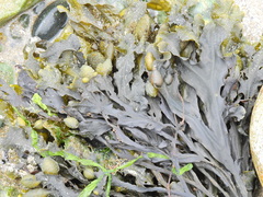 Fucus serratus
