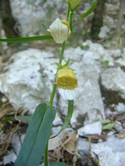 Digitalis laevigata