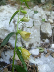 Digitalis laevigata