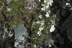 Cherleria arctica