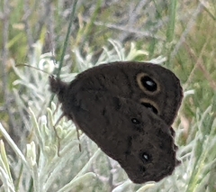 Cercyonis sthenele