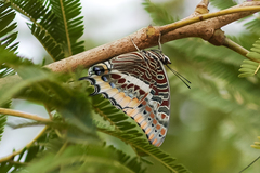 Charaxes epijasius