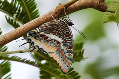 Charaxes epijasius