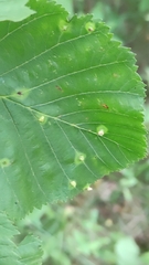 Eriophyes alniincanae