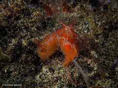 Plocamopherus maderae