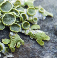 Melanohalea septentrionalis