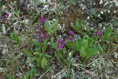 Primula frigida