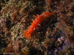 Plocamopherus maderae
