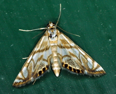 Neocataclysta magnificalis
