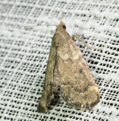 Hypsopygia phoezalis
