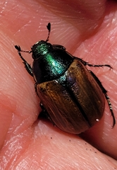 Anomala dubia