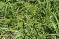 Cyperus hermaphroditus