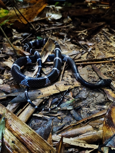 Truong’s wolf snake