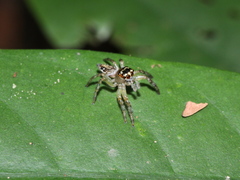 Yaginumaella lobata