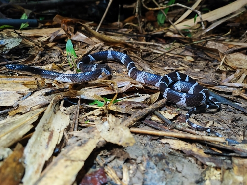 Truong’s wolf snake