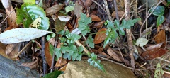 Senecio scandens incisus