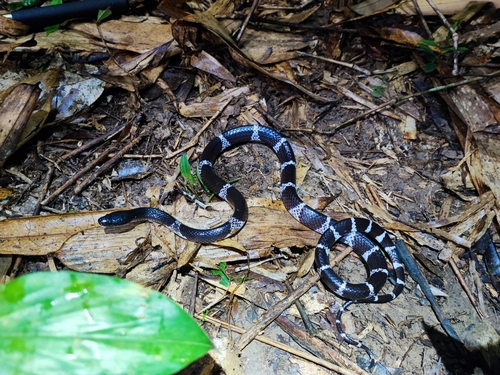 Truong’s wolf snake