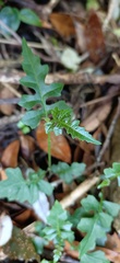 Senecio scandens incisus