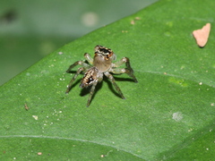 Yaginumaella lobata