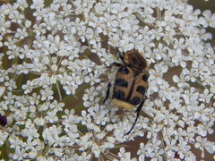 Trichius gallicus