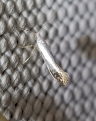 Argyresthia apicimaculella
